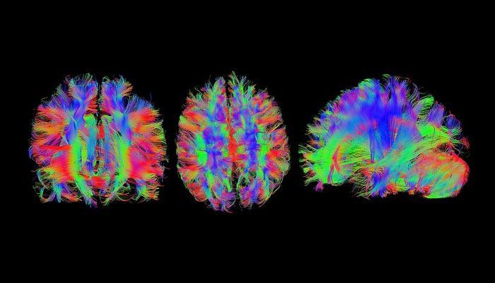 COMPUTADORA FINAL: EL CEREBRO COMO ARCHIVO ETERNO EN LA NUBE 2 conectoma e inteligencia